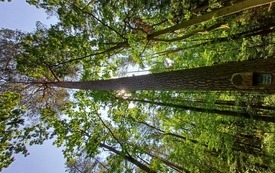Galeria Podstrony Pomniki przyrody na terenie gminy Lubiewo 1