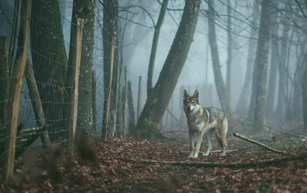 wilki