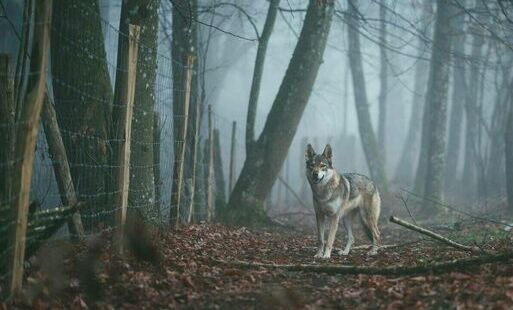 wilki